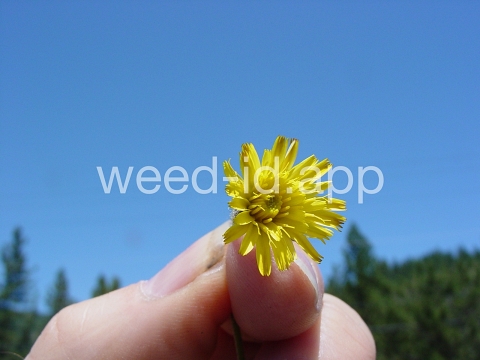 hawkweed, mouseear